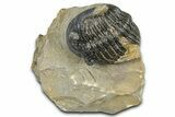 Hollardops Trilobite - Foum Zguid, Morocco #363221-1